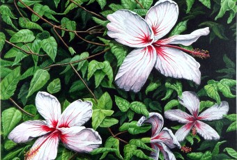 hibiscus